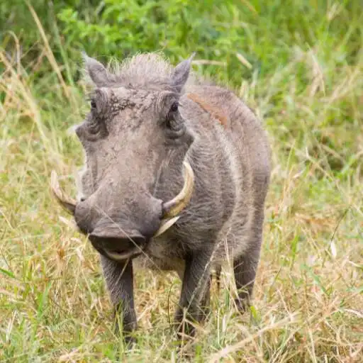 Play Warthog Wallpaper APK