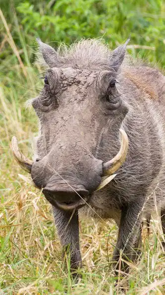 Play Warthog Wallpaper  and enjoy Warthog Wallpaper with UptoPlay