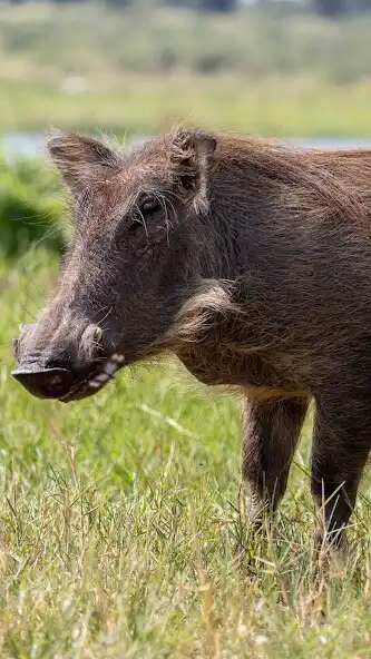 Play Warthog Wallpaper as an online game Warthog Wallpaper with UptoPlay