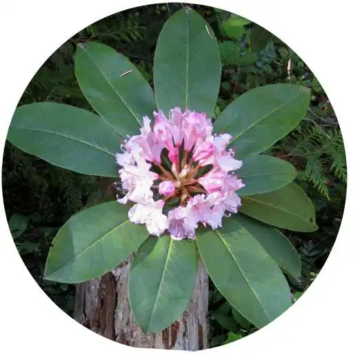 Play Washington Wildflower Search APK