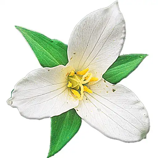 Play Washington Wildflowers APK