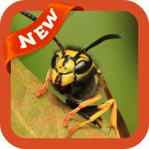 Play Wasp Wallpaper APK