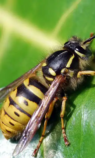 Play Wasp Wallpaper and enjoy Wasp Wallpaper with UptoPlay Play Wasp Wallpaper and enjoy Wasp Wallpaper with UptoPlay