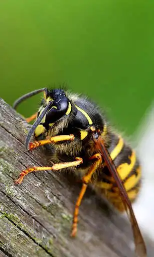 Play Wasp Wallpaper as an online game online Wasp Wallpaper with UptoPlay Play Wasp Wallpaper as an online game Wasp Wallpaper with UptoPlay