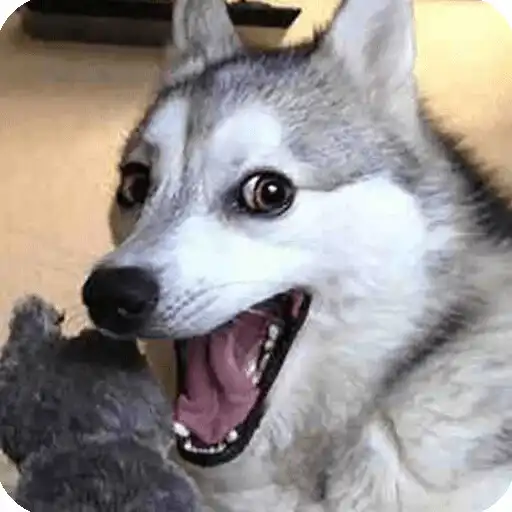 Play WAStickerApps Funny Dogs- shar APK Play WAStickerApps Funny Dogs- shar APK