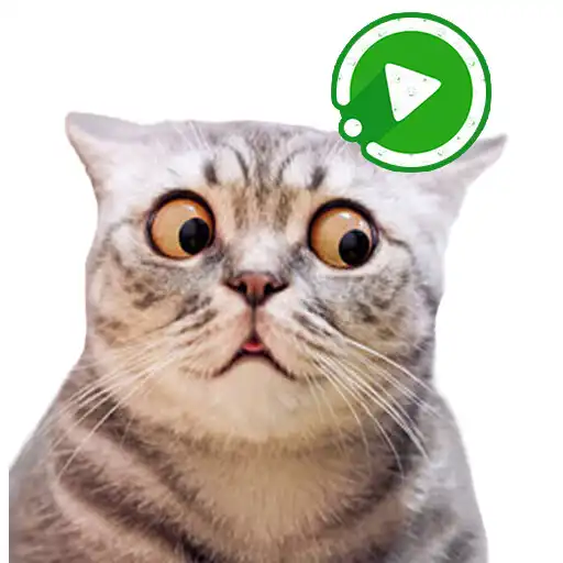 Play WASticker Cats Animated meme APK