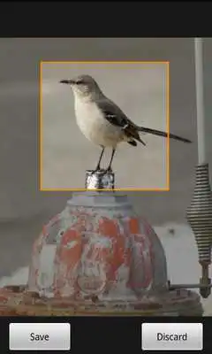 Play WatchTheBirdie