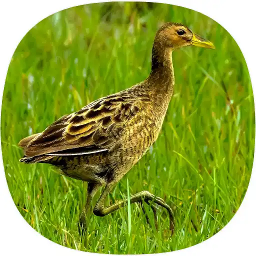 Play Watercock Sounds APK Play Watercock Sounds APK