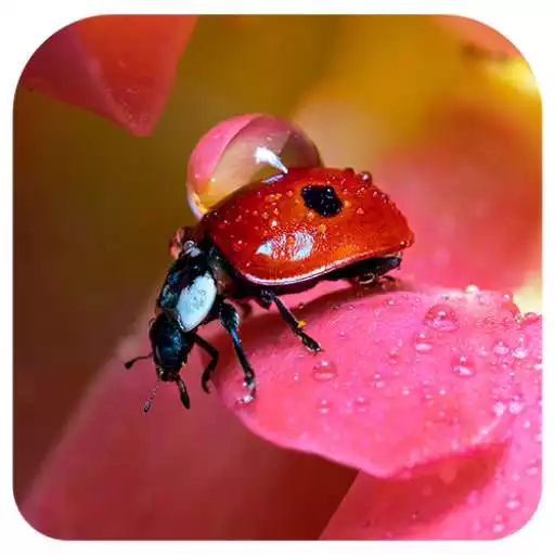 Play Water drops wallpapers 4K APK Play Water drops wallpapers 4K APK
