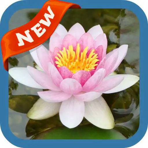 Free play online Waterlily Wallpaper APK