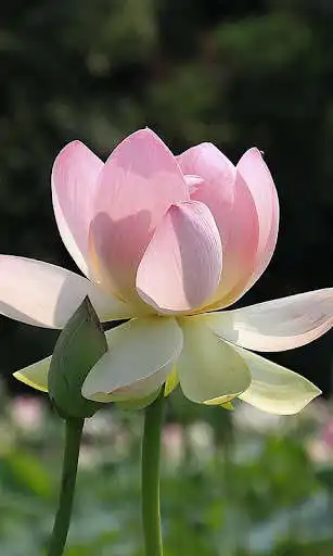 Play Waterlily Wallpaper