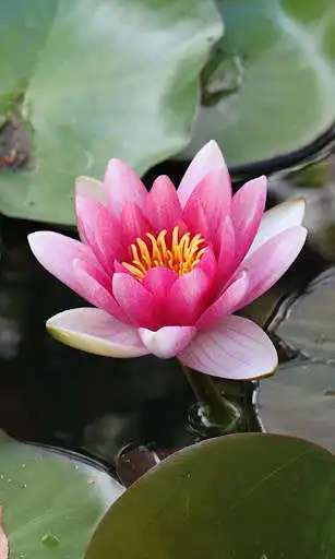 Play Waterlily Wallpaper