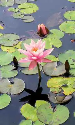 Play Waterlily Wallpaper
