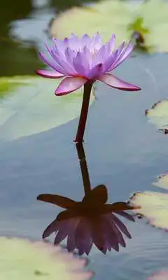 Play Waterlily Wallpaper