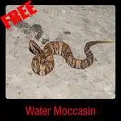 Free play online Water Moccasin APK Free play online Water Moccasin APK