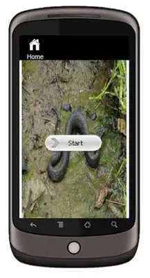 Play Water Moccasin