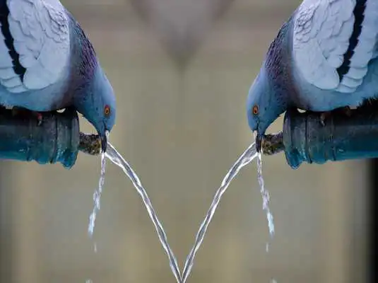 Play Wave photo mirror effect pro (Fun Mirror Effets)