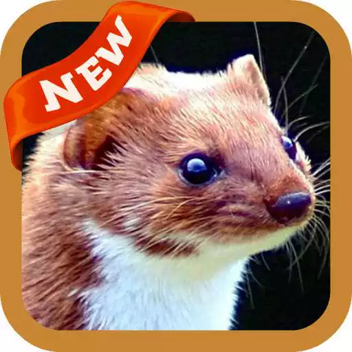 Play Weasel Wallpaper APK