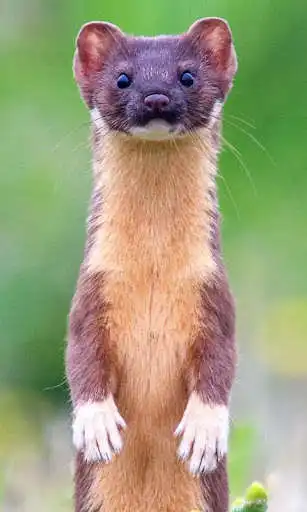 Play Weasel Wallpaper  and enjoy Weasel Wallpaper with UptoPlay