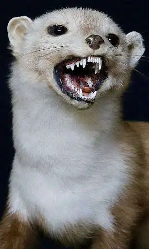 Play Weasel Wallpaper as an online game Weasel Wallpaper with UptoPlay