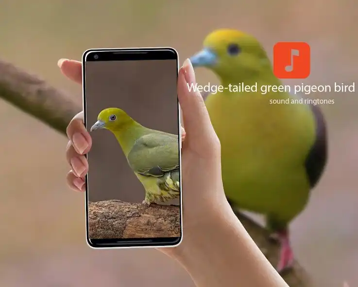 Play Wedge-tailed green pigeon bird Sounds  and enjoy Wedge-tailed green pigeon bird Sounds with UptoPlay