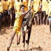 Free play online WeDoJallikattu APK