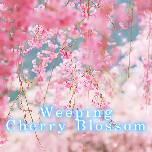 Play Weeping Cherry Blossom APK Play Weeping Cherry Blossom APK