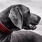 Free play online weimaraner wallpaper APK Free play online weimaraner wallpaper APK