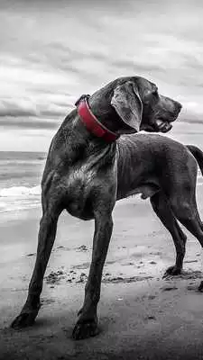 Play weimaraner wallpaper