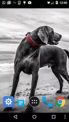 Play weimaraner wallpaper