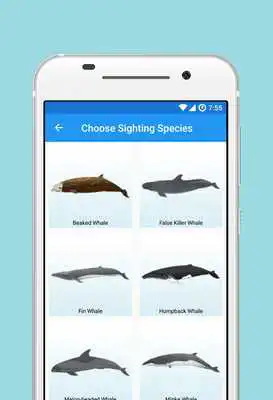 Play Whale and Dolphin Tracker (Legacy)