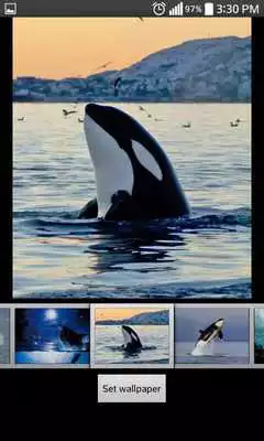 Play Whale Live HD Wallpaper