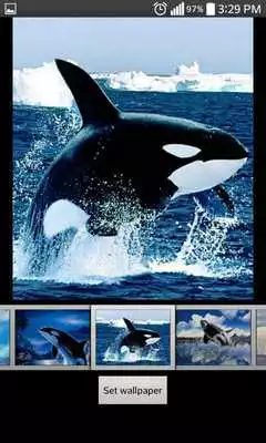Play Whale Live HD Wallpaper
