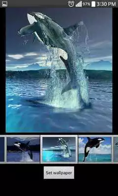 Play Whale Live HD Wallpaper