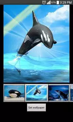 Play Whale Live HD Wallpaper