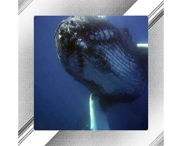 Free play online Whale Photo Frames APK
