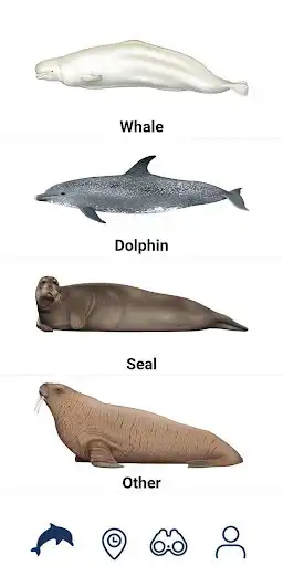 Play Whale Reporter as an online game Whale Reporter with UptoPlay