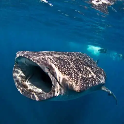 Play Whale Shark Wallpaper APK