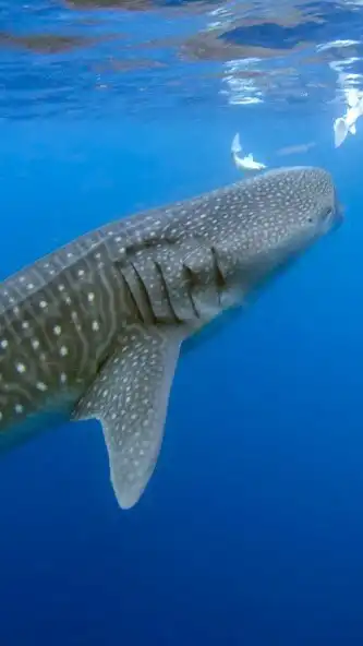 Play Whale Shark Wallpaper  and enjoy Whale Shark Wallpaper with UptoPlay