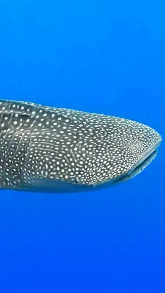 Play Whale Shark Wallpaper as an online game Whale Shark Wallpaper with UptoPlay