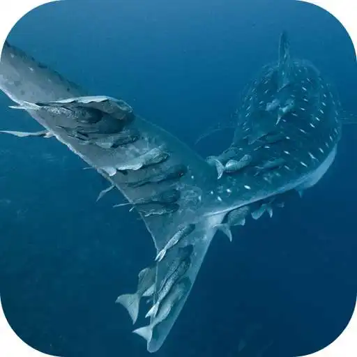 Play Whale Shark. Wallpapers APK Play Whale Shark. Wallpapers APK