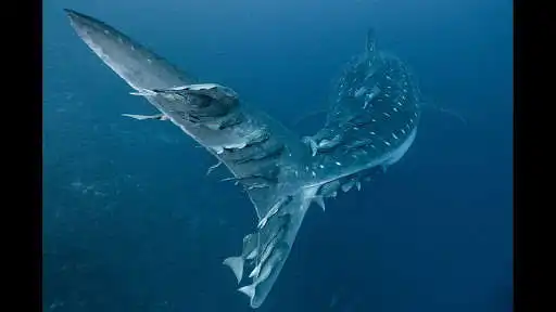 Play Whale Shark. Wallpapers  and enjoy Whale Shark. Wallpapers with UptoPlay