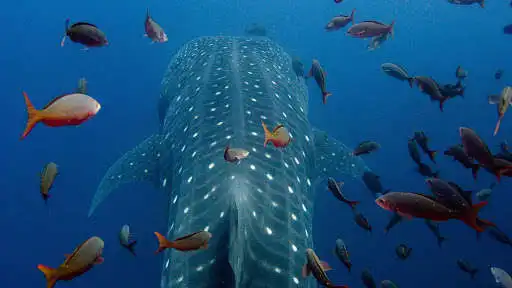 Play Whale Shark. Wallpapers as an online game Whale Shark. Wallpapers with UptoPlay