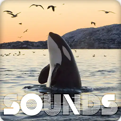Play Whale Sound Ringtones APK