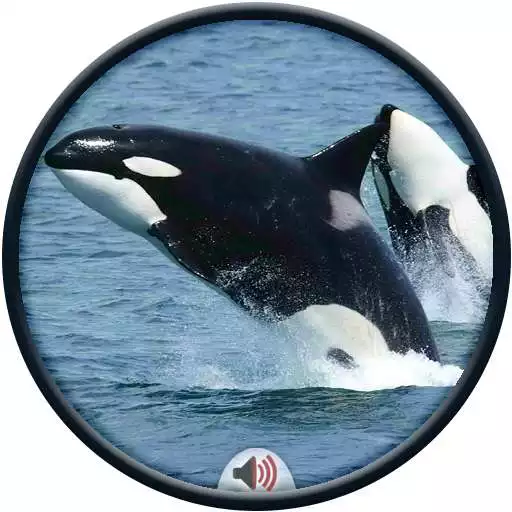 Play Whale Sounds APK Play Whale Sounds APK