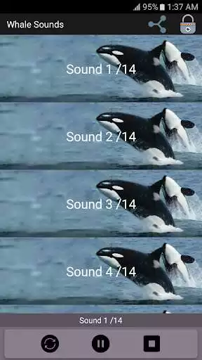 Play Whale Sounds  and enjoy Whale Sounds with UptoPlay