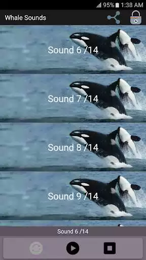 Play Whale Sounds as an online game Whale Sounds with UptoPlay