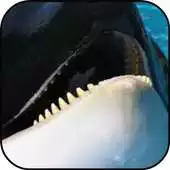 Free play online Whales Wallpaper APK Free play online Whales Wallpaper APK