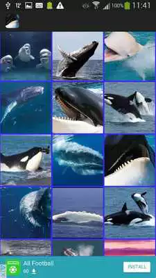 Play Whales Wallpaper