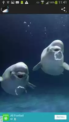 Play Whales Wallpaper